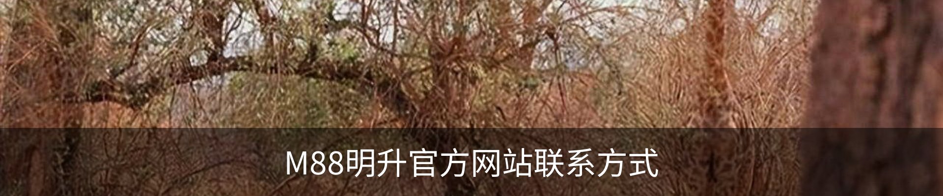 M88明升官方网站联系方式
